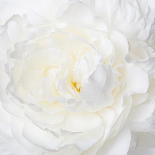 Den vidunderlige pæonsæson hos blomsterhandlerne!